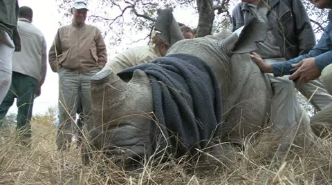 Rhino been darted Stock Footage 22778154