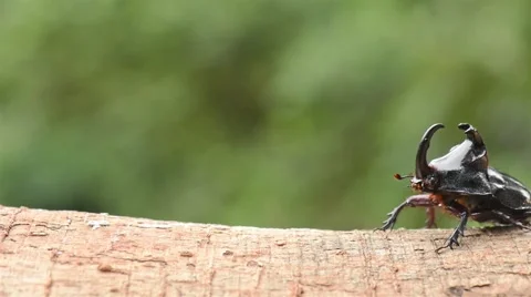 Rhino beetle walking on tree 2 Stock Footage