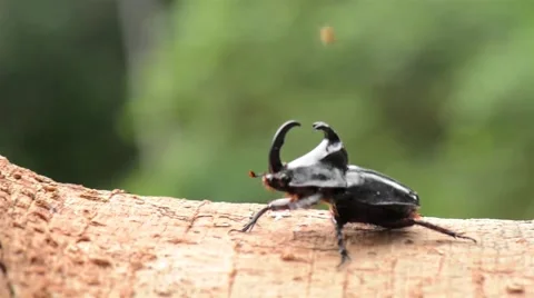 Rhino beetle walking on tree Stock Footage 40341391