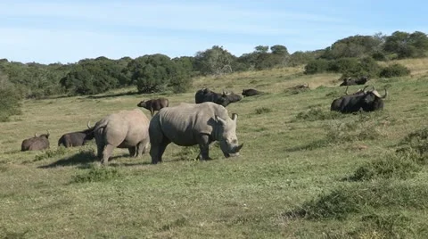 Rhino &amp; buffalos together Stock Footage 11210688