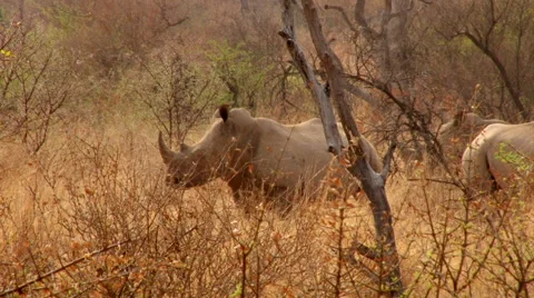 Rhino in bush Stock Footage 46461193