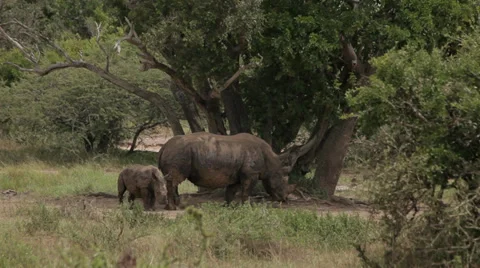 Rhino with calf Stock Footage 28384399