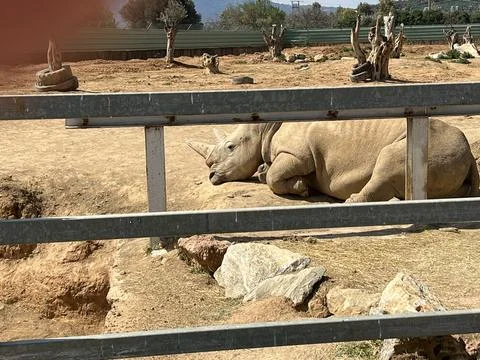 Rhino in captivity is laying down during Spring on a sunny day Stock Photos