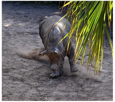 Rhino Charge Stock Photos