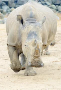 Rhino charging Stock Photos
