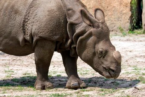 Rhino in a clearing Foto stock