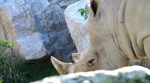 Rhino close up Video stock 33546722