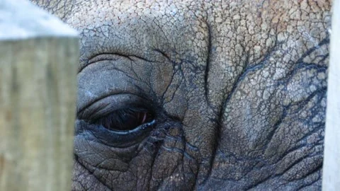 Rhino- close up  Stock Footage 135969800