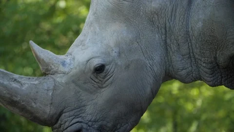 Rhino close up Stockbeeldmateriaal 194437652