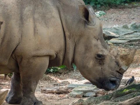 Rhino close up Stock Photos