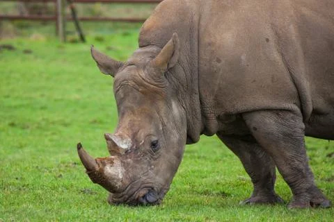 Rhino close up Stock Photos
