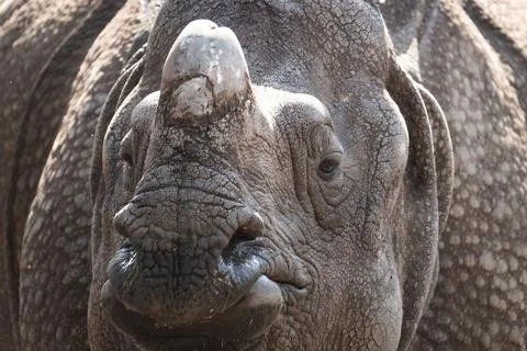 Rhino close-up Stock Photos