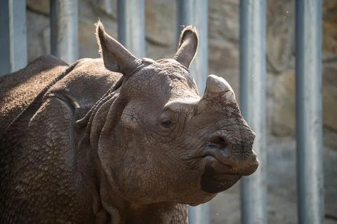 Rhino close up Stock-Fotos