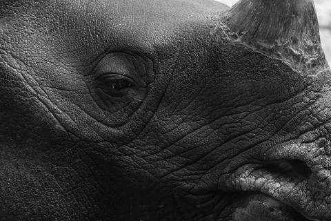 A Rhino close-up with a serious expression Foto stock