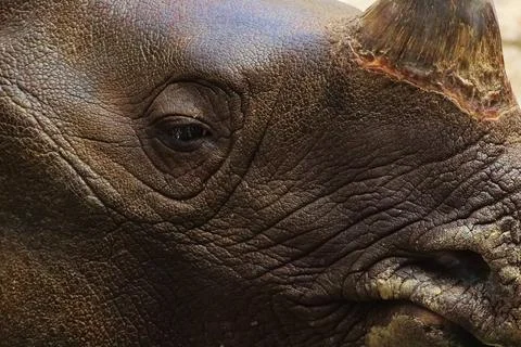 A Rhino close-up with a serious expression Stock Photos