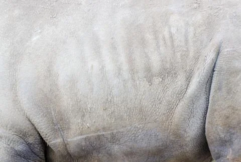 Rhino closeup Stock Photos