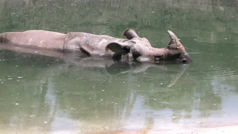 Rhino cooling off Stock Footage 157292440