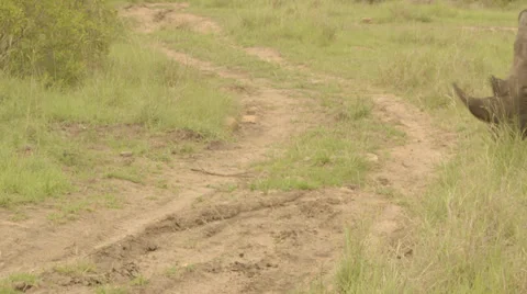 Rhino crosses a path Stock Footage 27489444