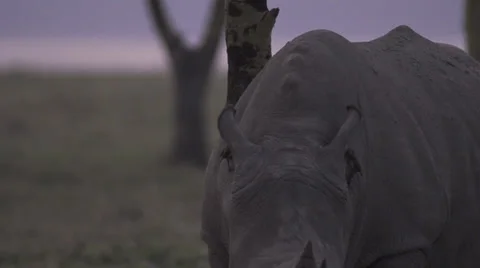 Rhino at dawn Stock Footage 33547287