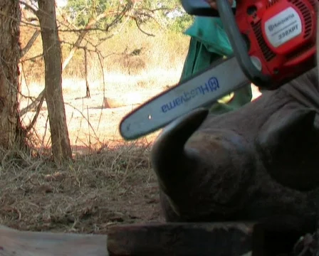 Rhino dehorning to deter poaching Stockbeeldmateriaal 335232