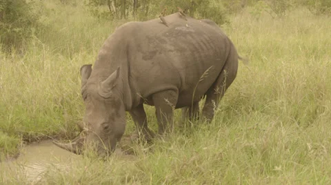 Rhino drinking Stock Footage 27491292