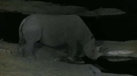 Rhino drinking at night Stock Footage 12133422