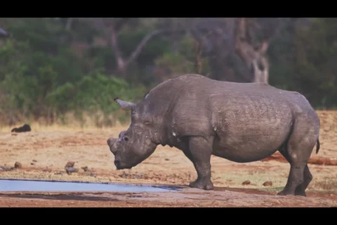 Rhino drinking water Stock Footage 304830077