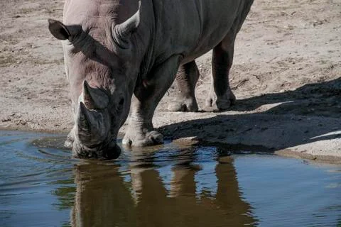 Rhino drinking water Stock Photos