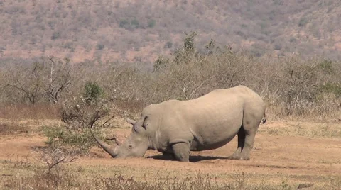 Rhino drinking from a waterhole. Stock Footage 66733359
