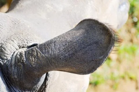 Rhino ear Stock Photos