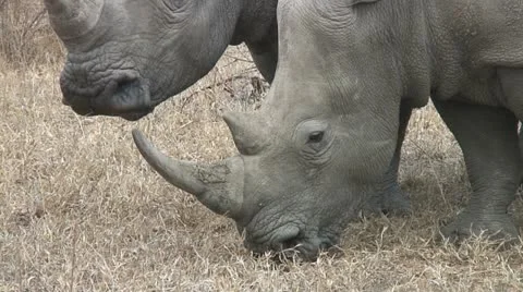 RHINO EAT Video stock 19329791
