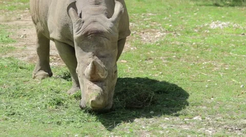 Rhino Eating Grass Stock Footage 65784792