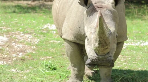 Rhino Eating Grass Stock Footage 65784963