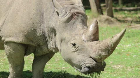 Rhino Eating Grass Stock Footage 65785099