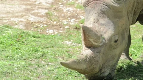 Rhino Eating Grass Stock Footage 65785381