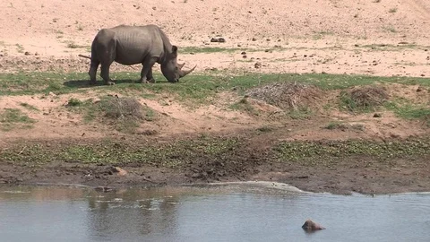 Rhino eating grass. Stock Footage 71083869