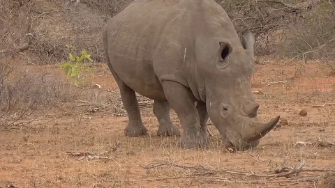 Rhino eating grass Stock Footage 82342682