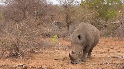 Rhino eating grass Stock Footage 82342849