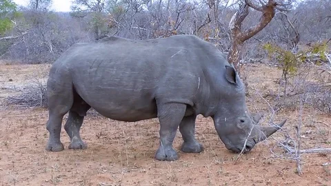Rhino eating grass Stock Footage 82342956