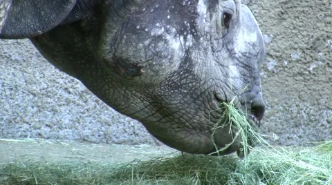 Rhino eating, Zoomed ease-out at LA Zoo HD Stock Footage 47580366