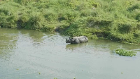 Rhino eats and swims in the river. Chitwan national park in Nepal. Video stock 91885784