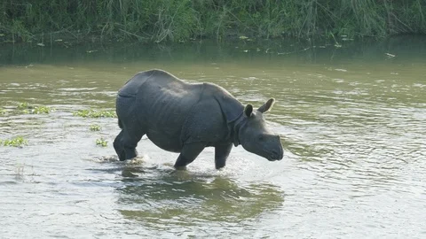 Rhino eats and swims in the river. Chitwan national park in Nepal. Stock-Footage 91886882