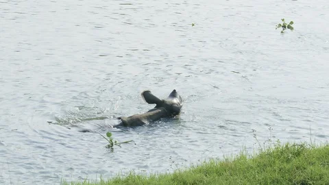 Rhino eats and swims in the river. Chitwan national park in Nepal. Stockbeeldmateriaal 91887325