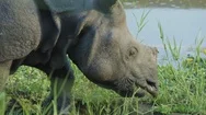 Rhino Eats Green Grass. Chitwan National Park In Nepal. Stock Footage