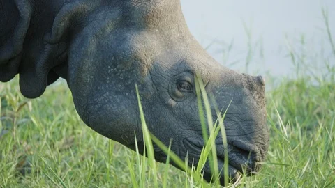 Rhino eats green grass. Chitwan national park in Nepal. Vidéo 91893924