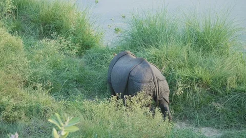 Rhino eats green grass. Chitwan national park in Nepal. Stock Footage 91894593