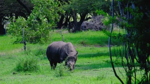 Rhino eats at the Mauritius national park Stock Footage 169976111