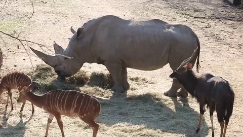 A rhino eats in the midst of other animals Stock Footage 73447385