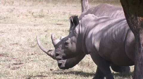 Rhino evacuating Stock Footage 22314989