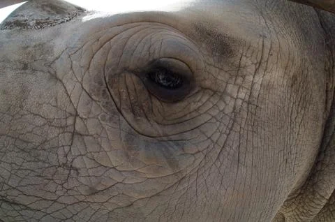 Rhino Eye Stock Photos